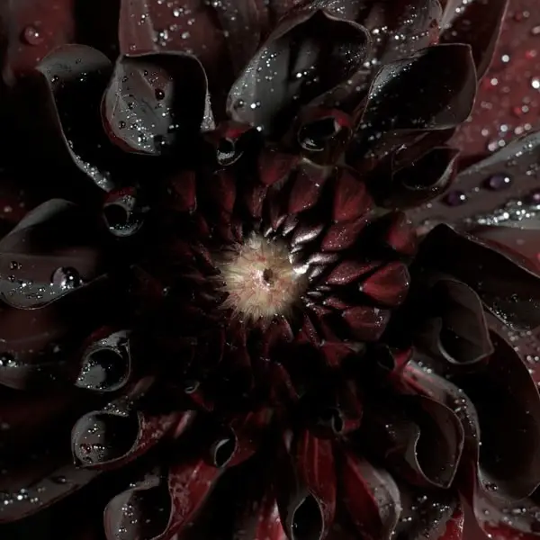 dahlia5215
