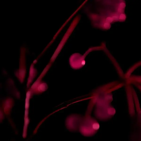 dahliaa5041