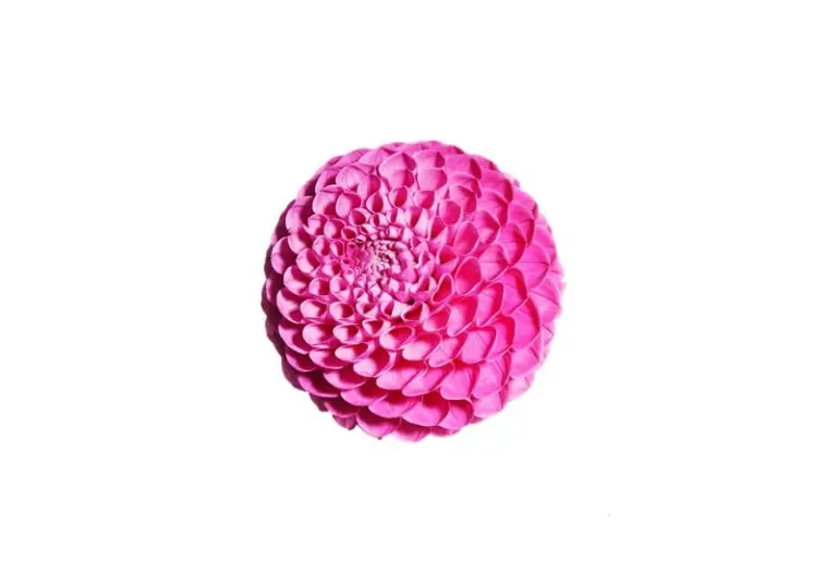 huisstijl_dahlia